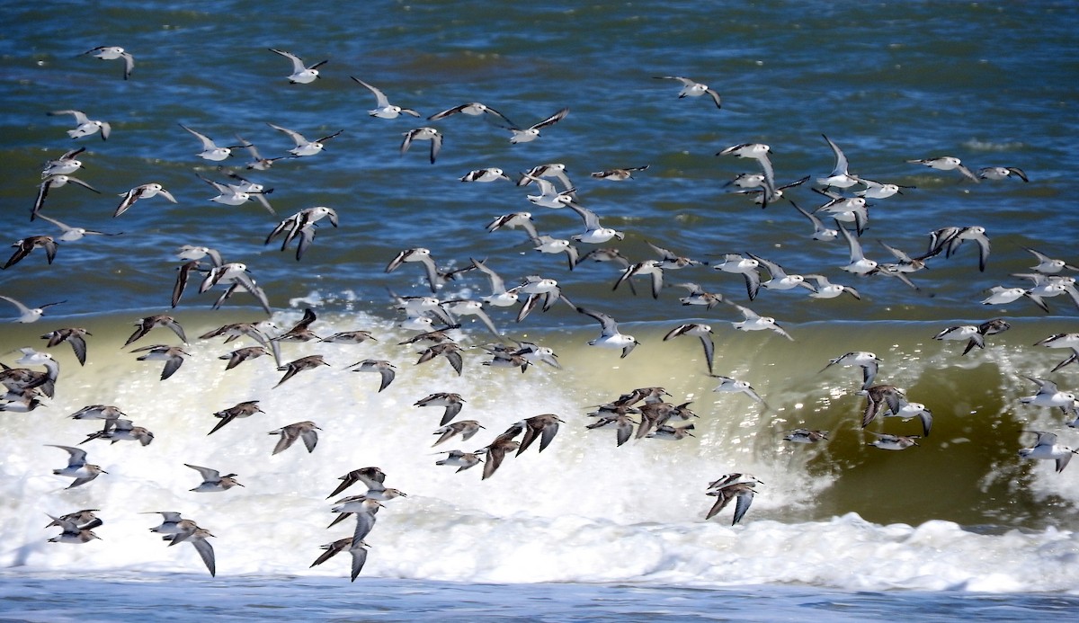 Sanderling - Diego perez