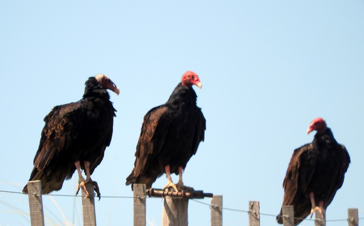 Turkey Vulture - Diego perez