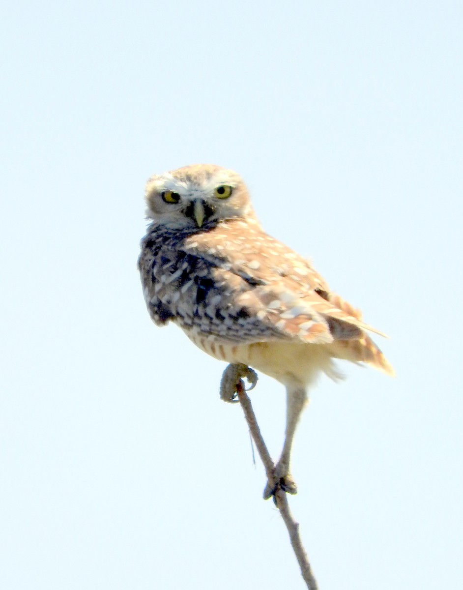 Burrowing Owl - Diego perez