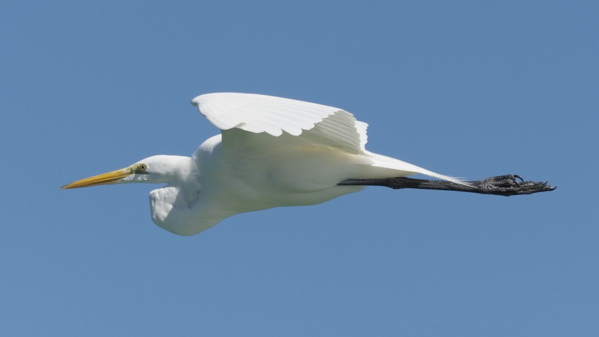 Great Egret - ML191364771