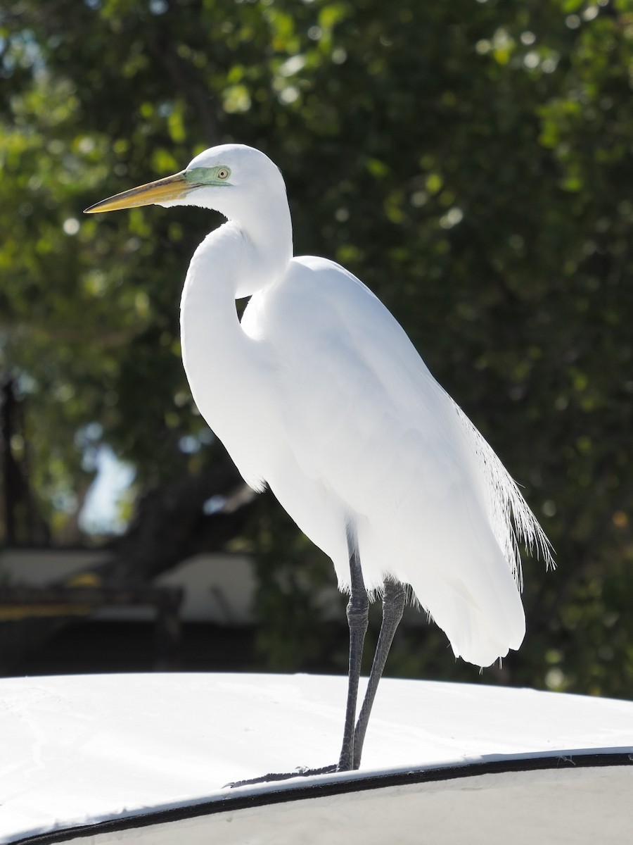 Great Egret - ML191364781