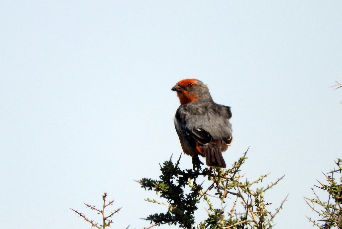 White-tipped Plantcutter - Diego perez