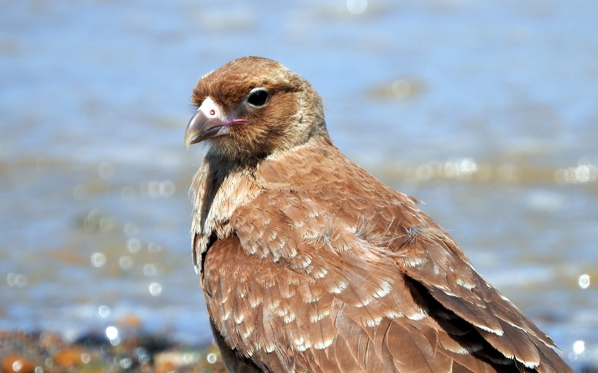 Chimango Caracara - Diego perez