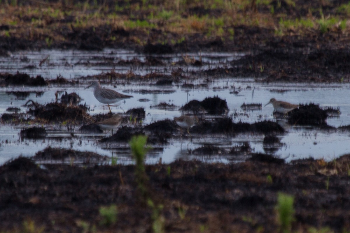 Solitary Sandpiper - ML191366611