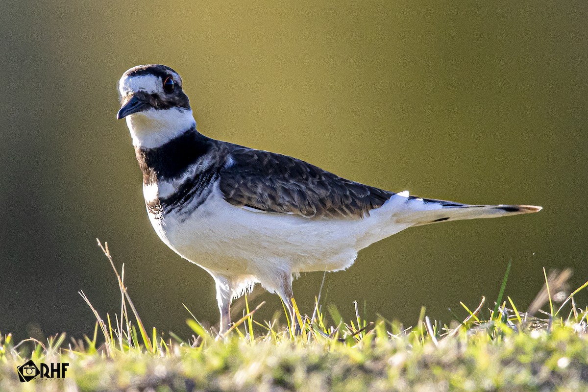 kulík rezavoocasý - ML191367851