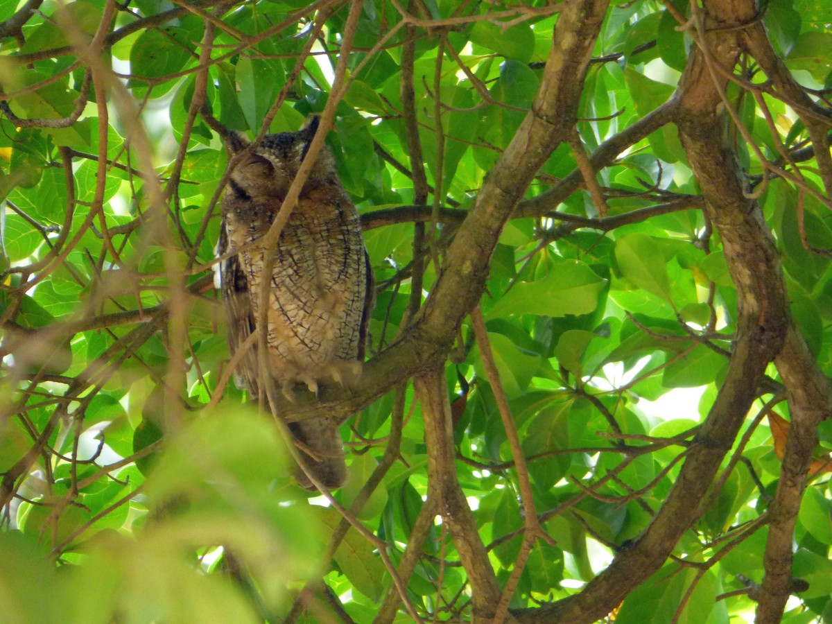 Tropical Screech-Owl - ML191367911