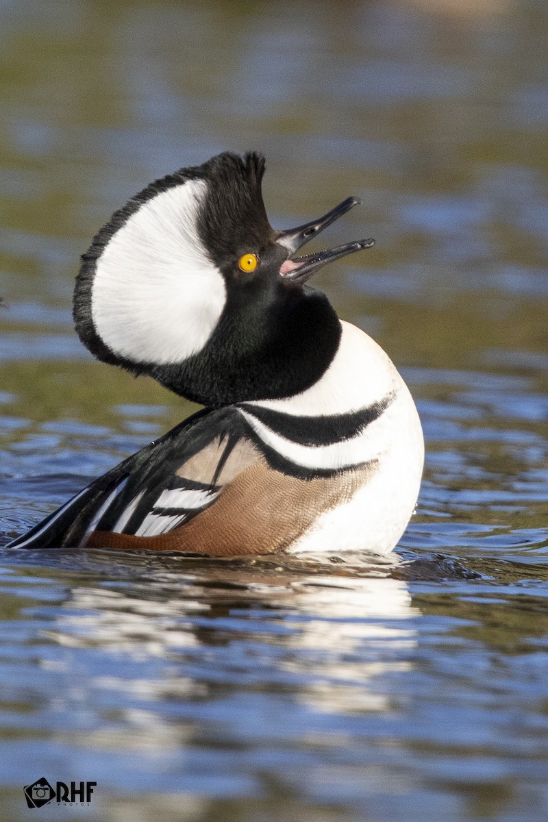 Hooded Merganser - ML191368571