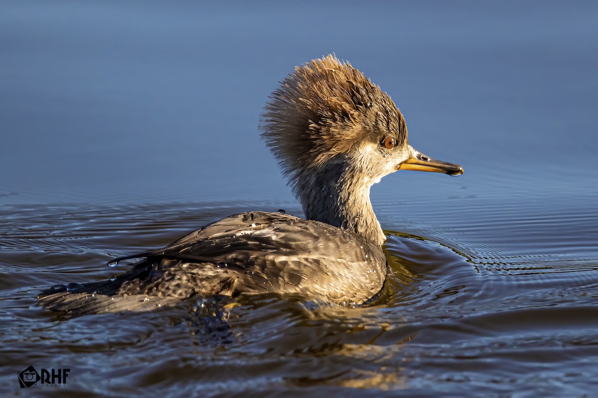 Hooded Merganser - ML191368611