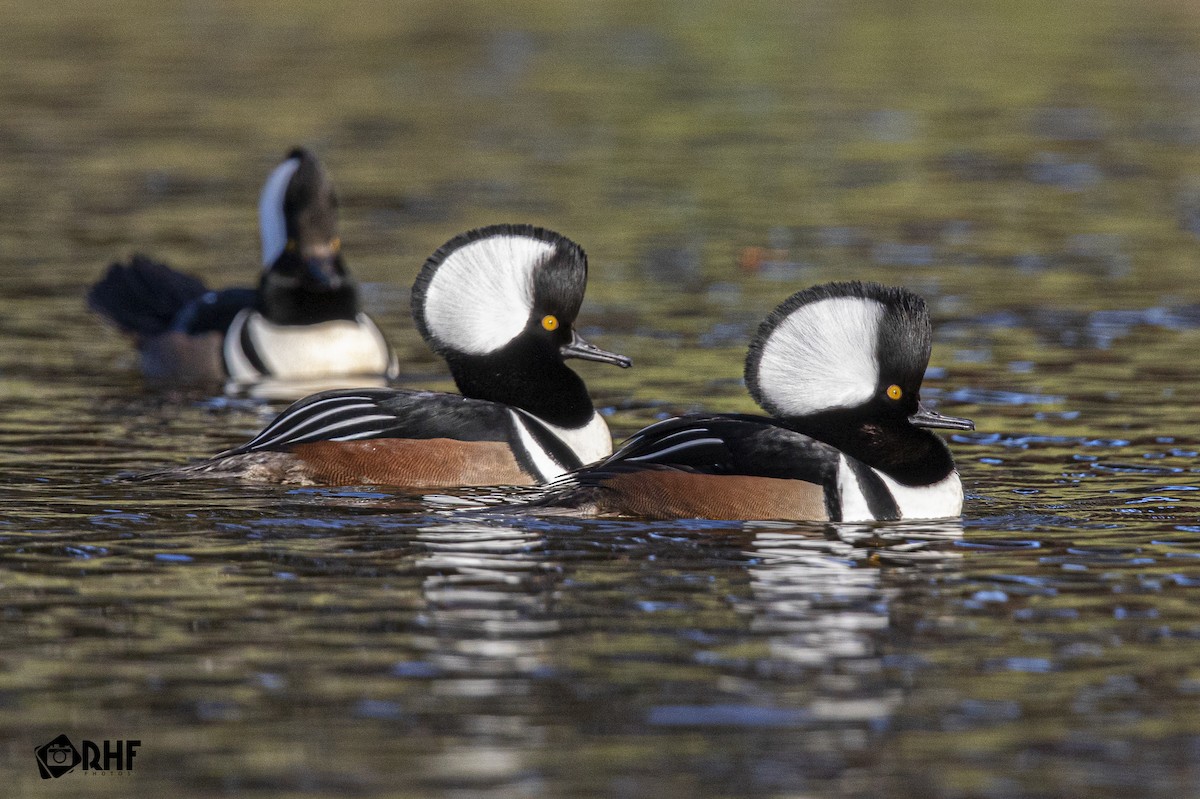 Hooded Merganser - ML191368621