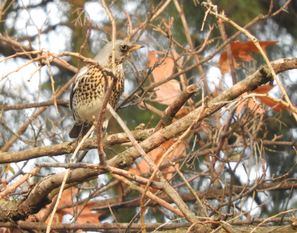 Fieldfare - ML191368631