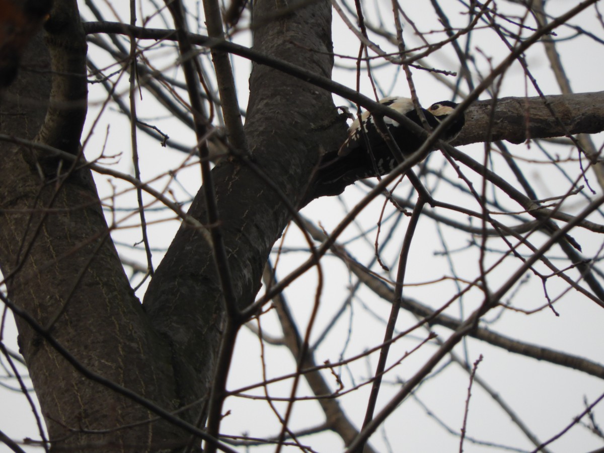 Great Spotted Woodpecker - ML191368821