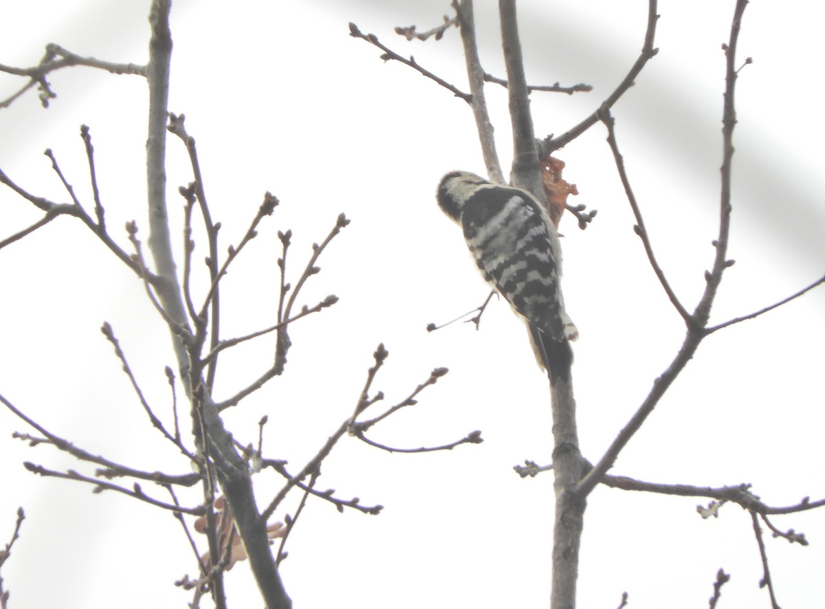 Lesser Spotted Woodpecker - ML191368891