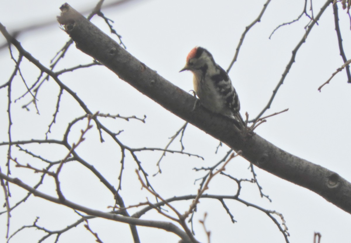 Lesser Spotted Woodpecker - ML191368901