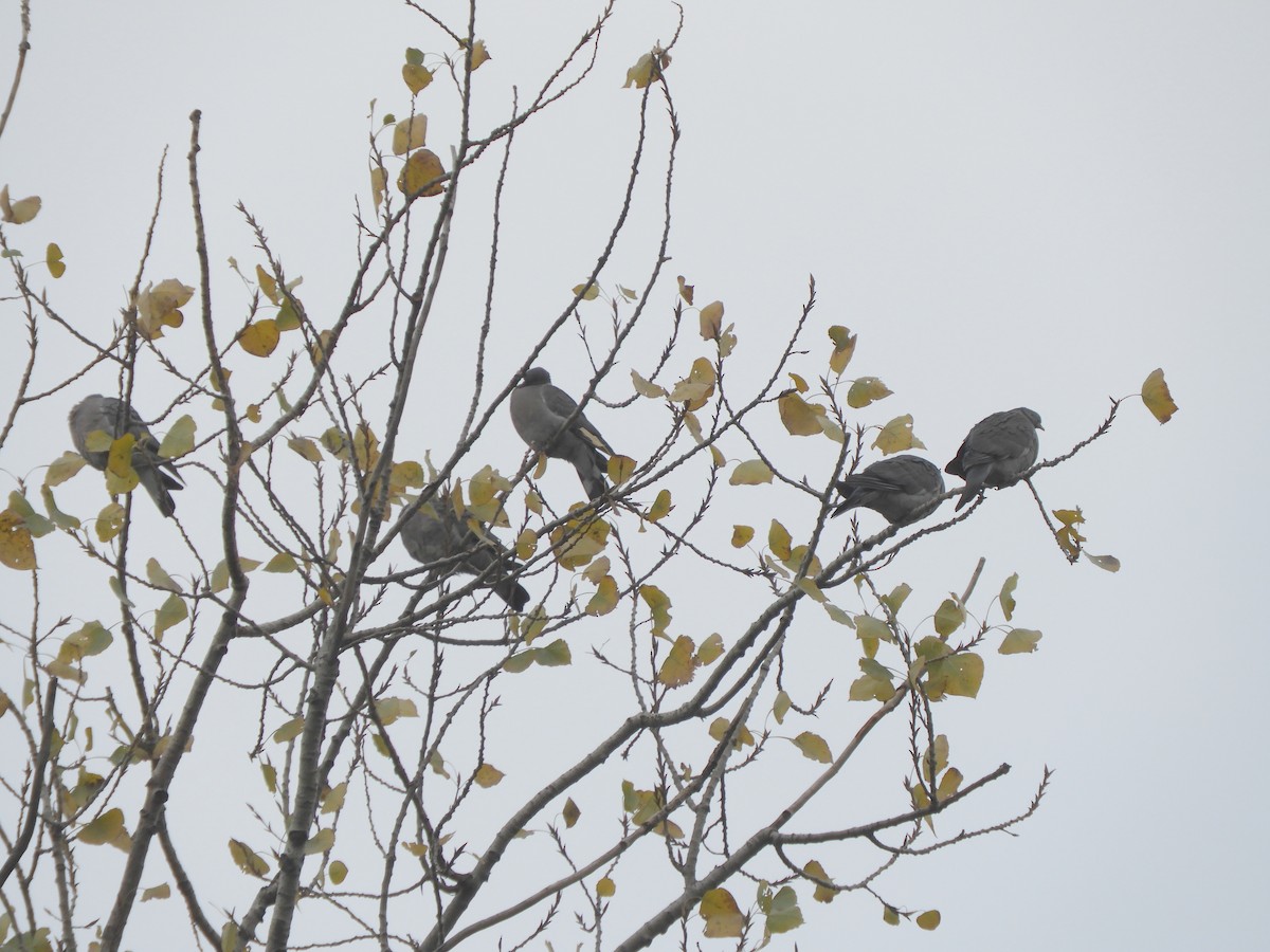 Common Wood-Pigeon - ML191368961