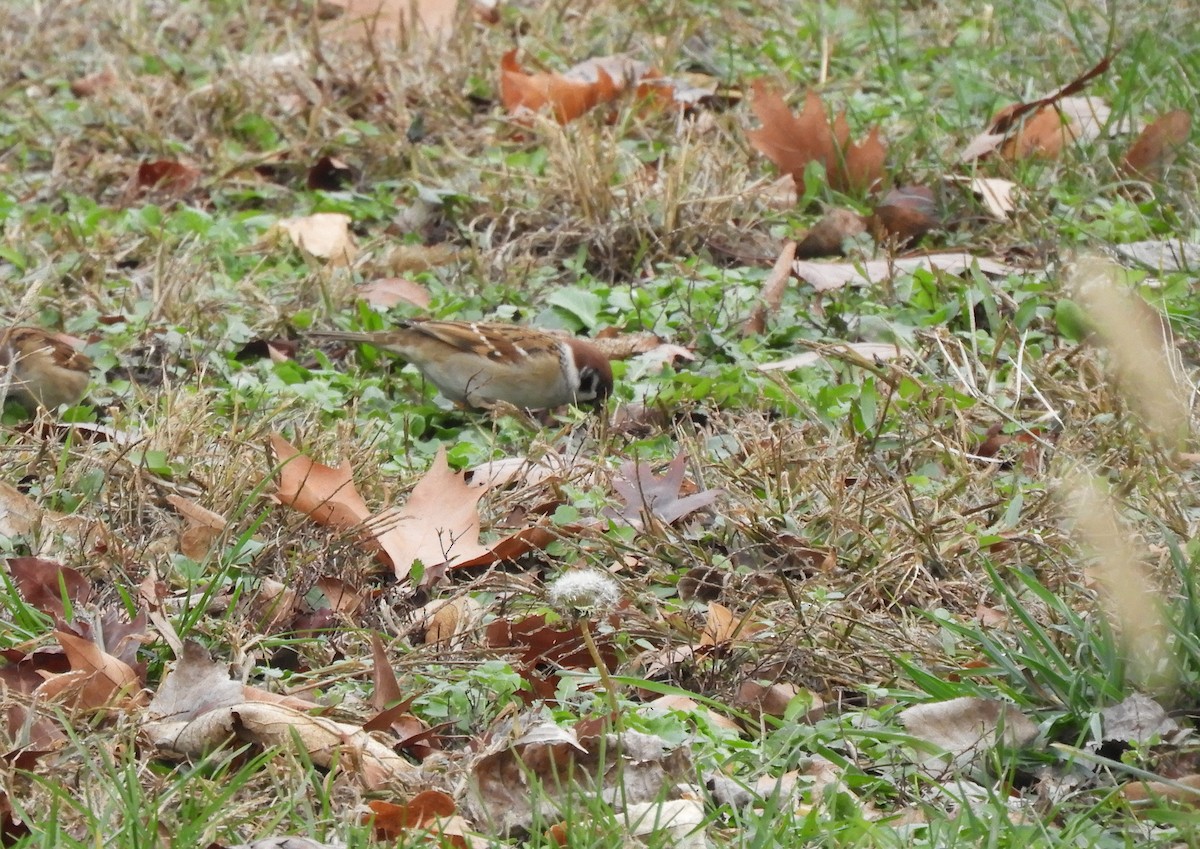 Eurasian Tree Sparrow - ML191369011