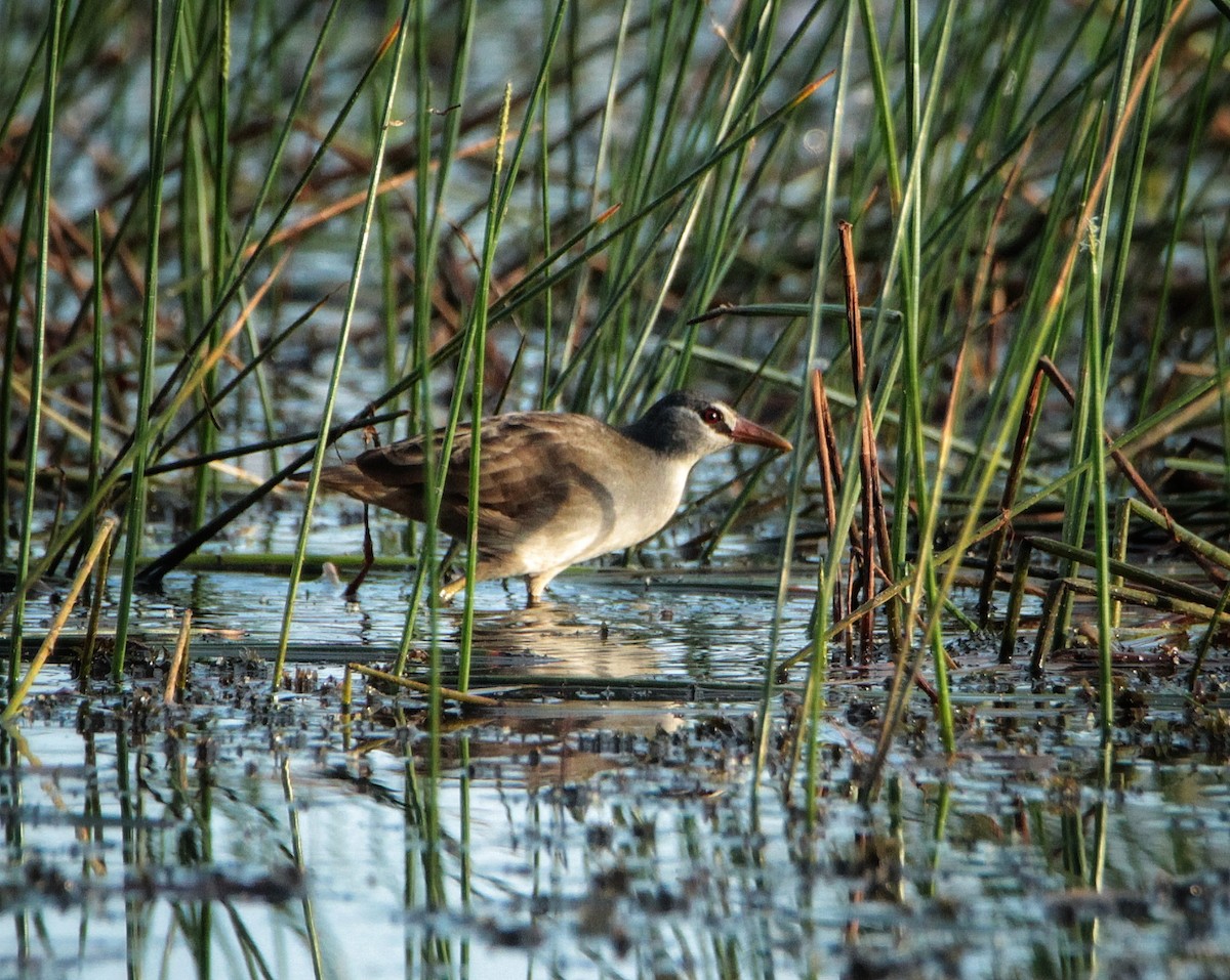 White-browed Crake - ML191369061