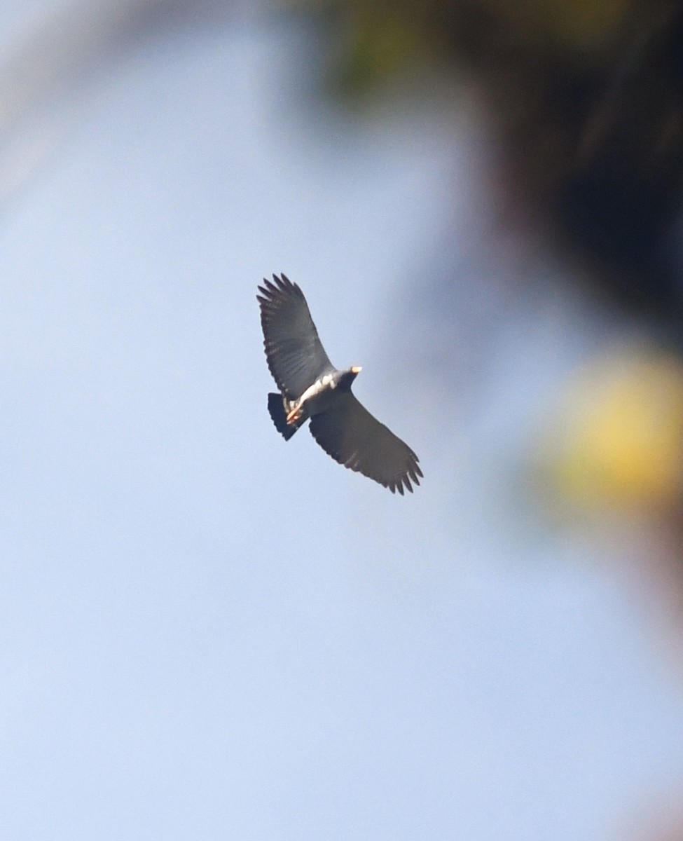 Barred Hawk - ML191369141