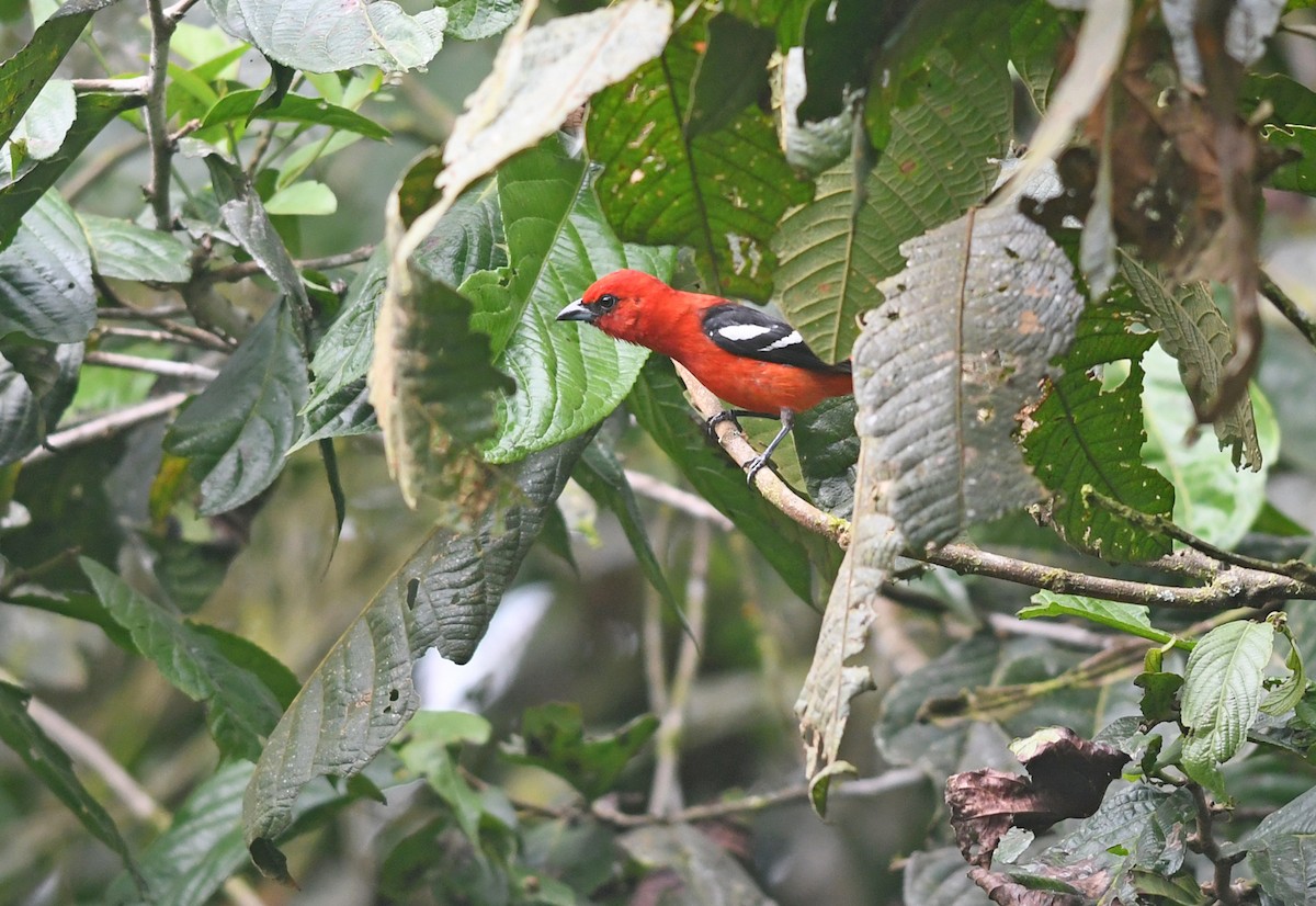 Piranga Aliblanca - ML191369191