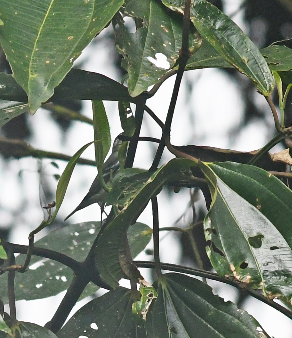 Cerulean Warbler - ML191369201