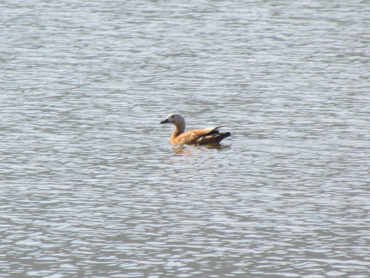 Ruddy Shelduck - ML191369381