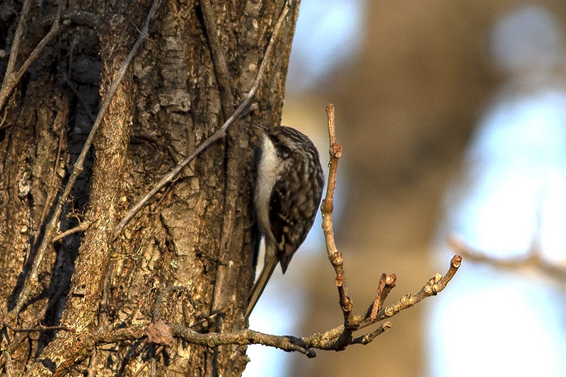 Brown Creeper - ML191369871