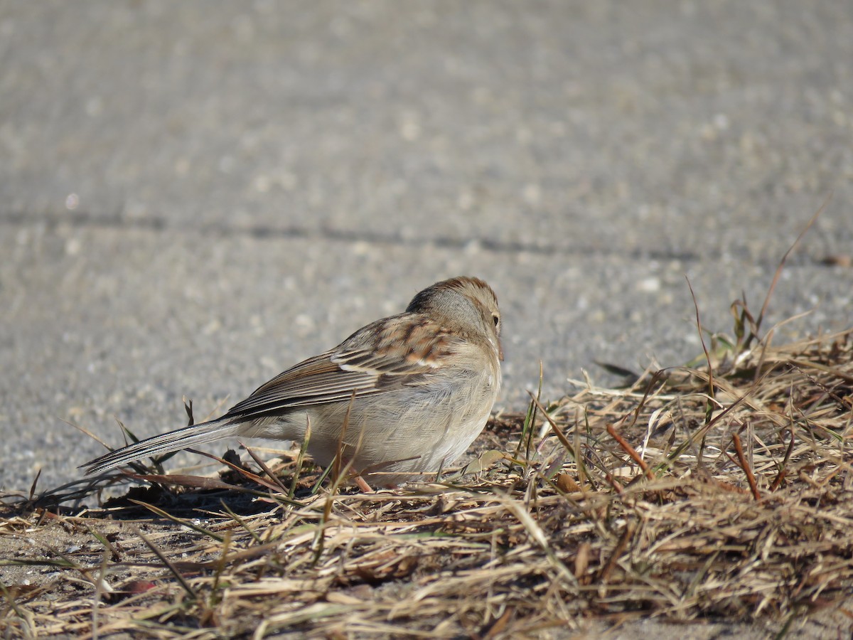 Field Sparrow - ML191370771