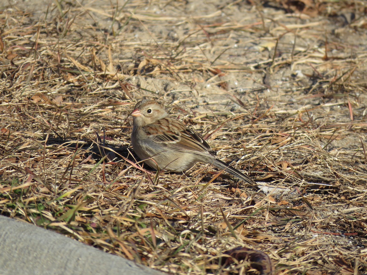 Field Sparrow - ML191370871