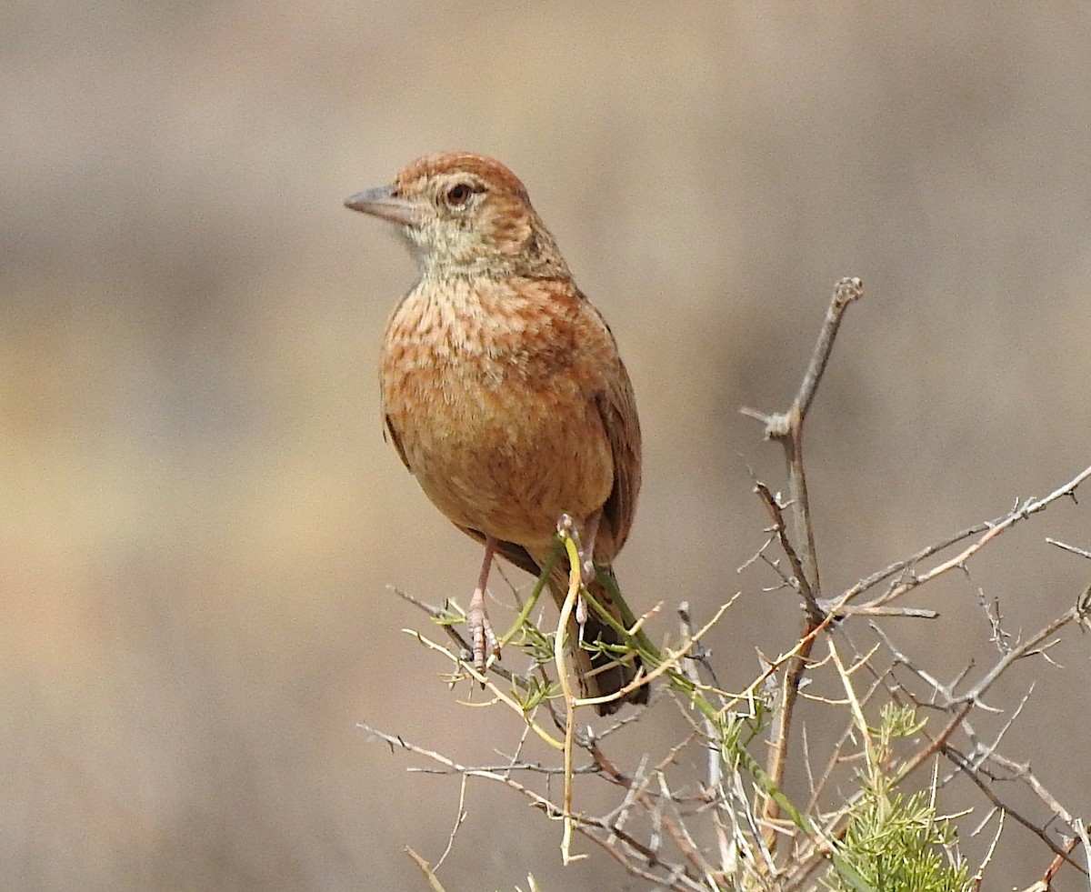 Eastern Clapper Lark - ML191371351