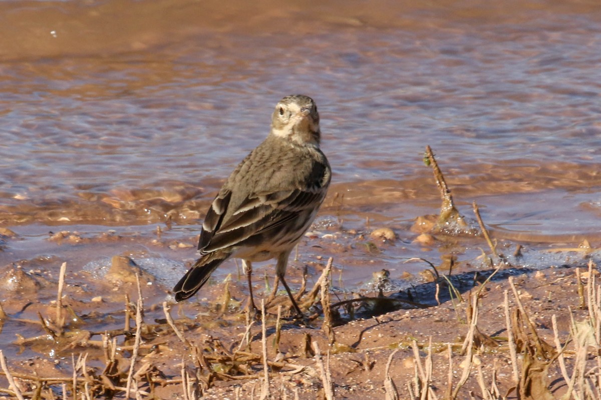 American Pipit - ML191371891