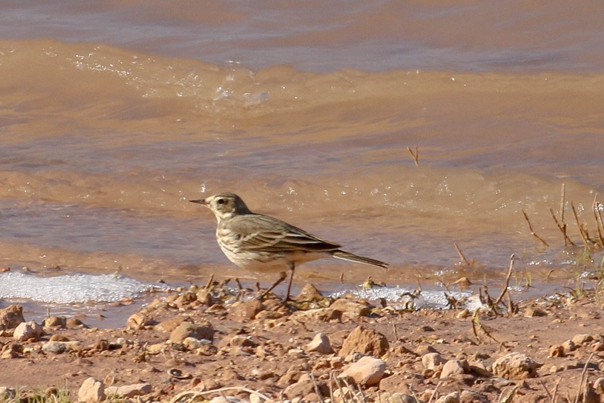 American Pipit - ML191371921