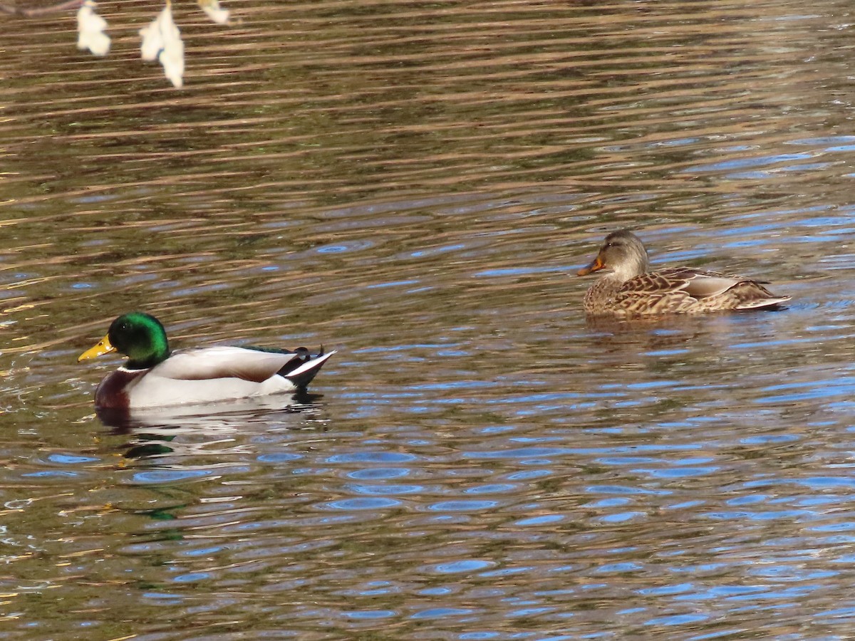 Canard colvert - ML191373511