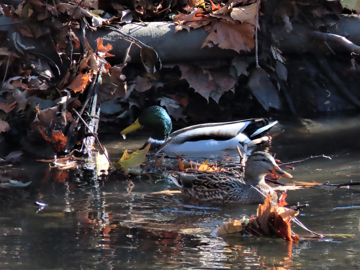 Canard colvert - ML191373591