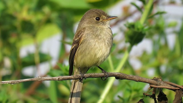 White-throated Flycatcher - ML191374791