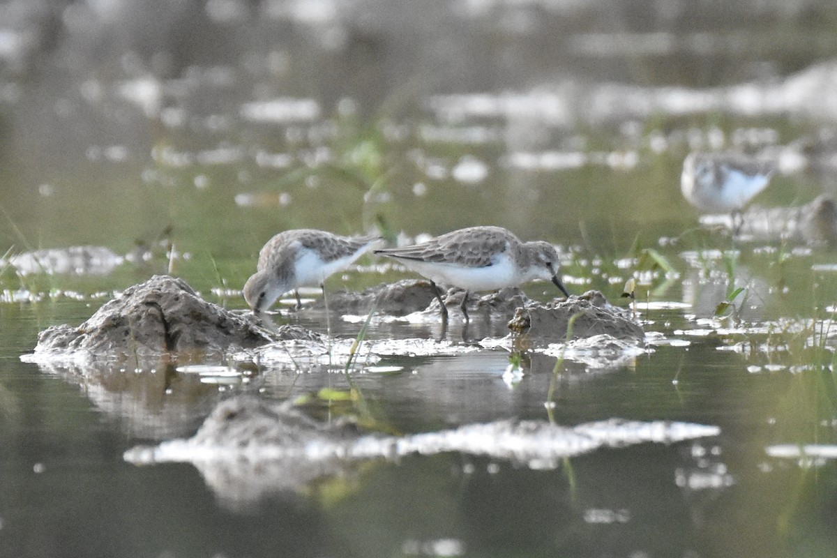 Little Stint - HARISH K