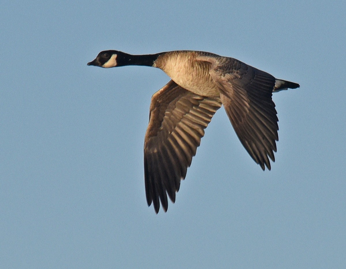 Cackling Goose - ML191377891