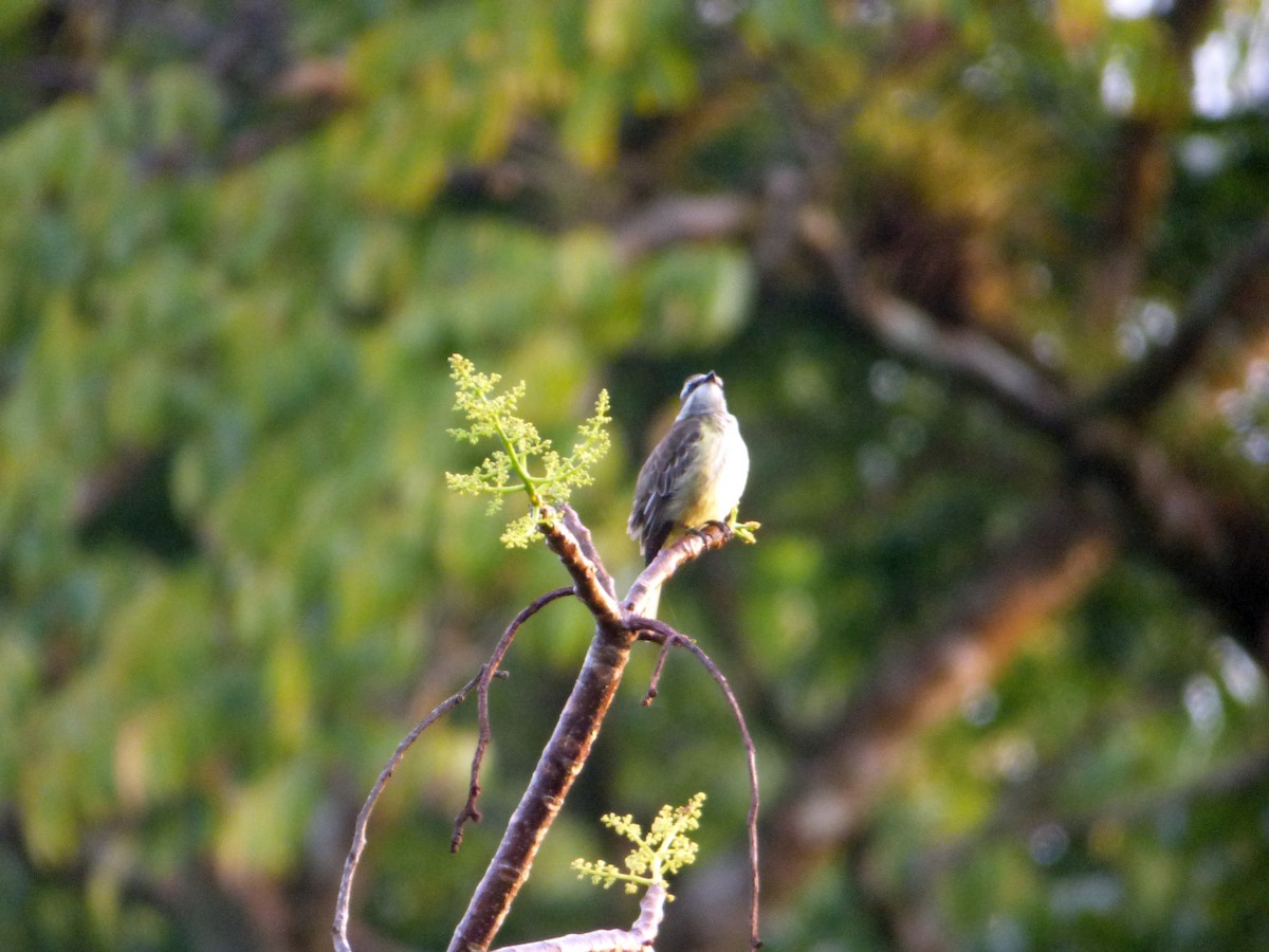 Piratic Flycatcher - ML191377921