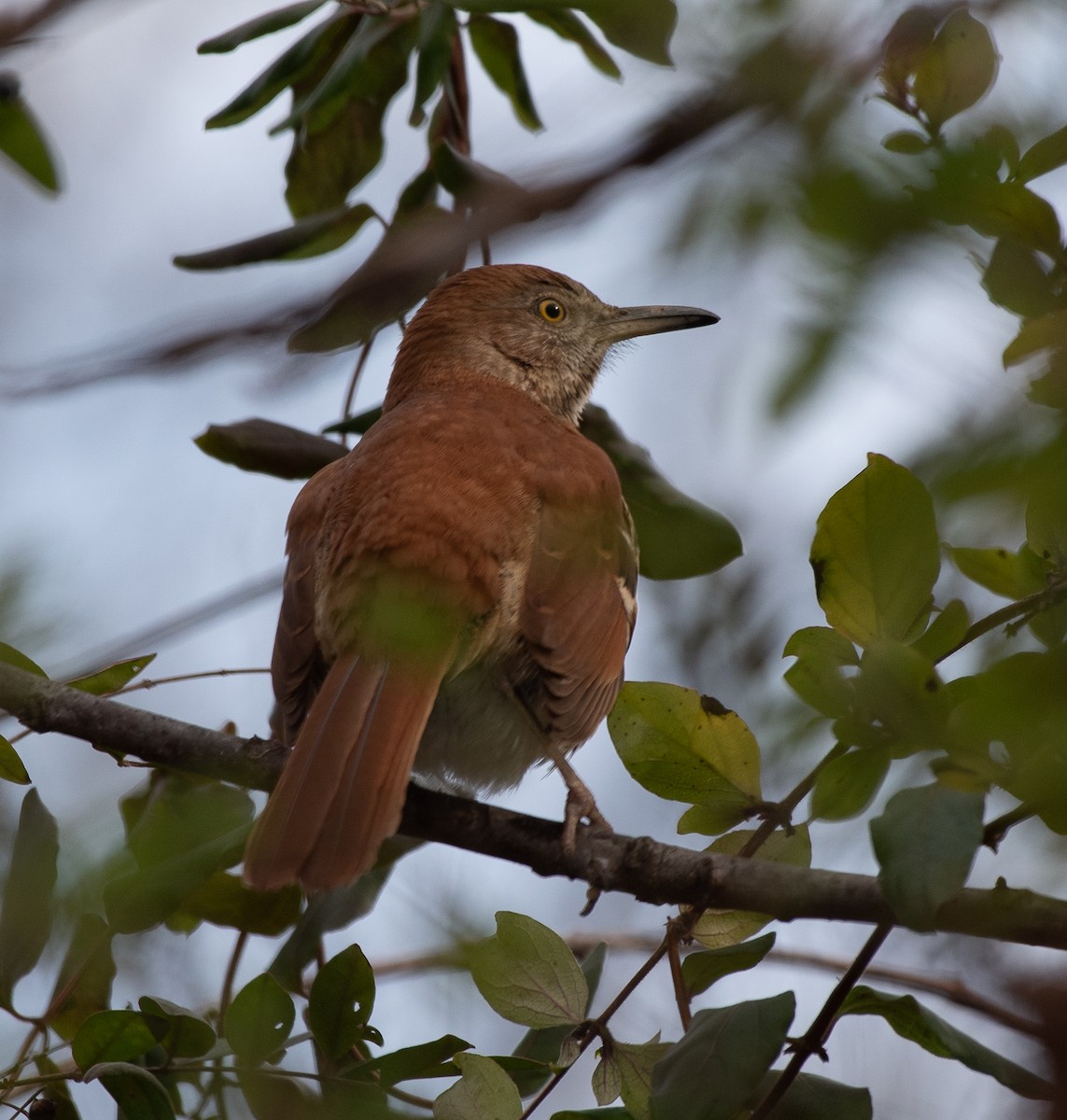 Brown Thrasher - ML191379231