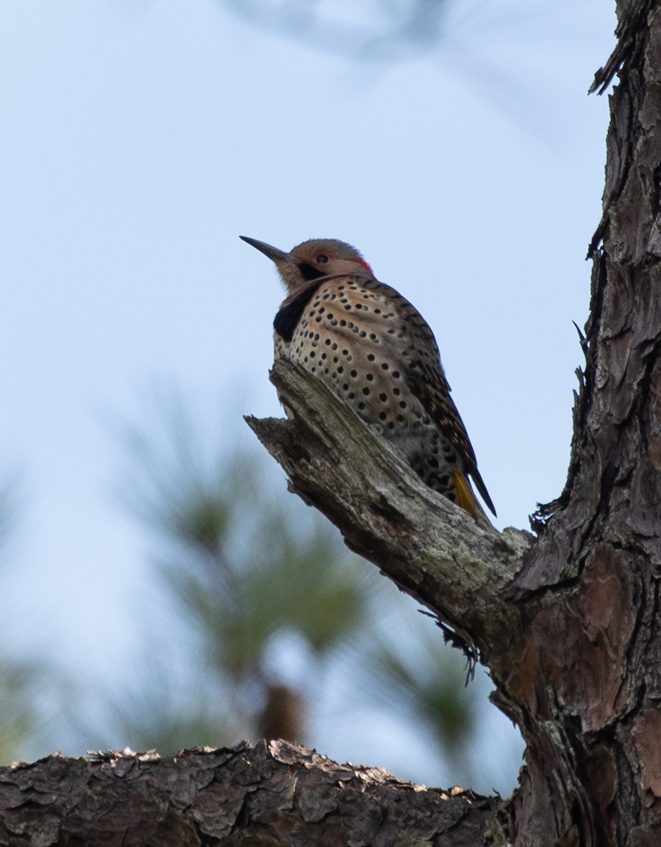Northern Flicker (Yellow-shafted) - ML191379261