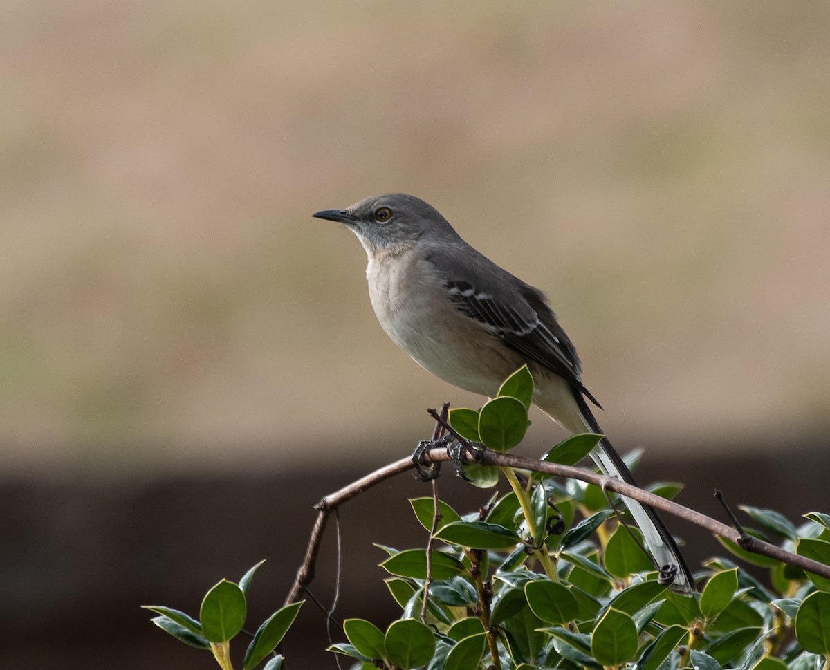 Northern Mockingbird - ML191379291