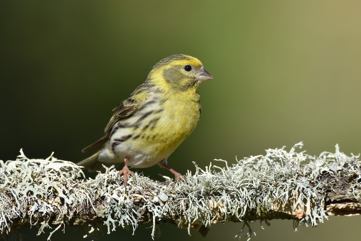 European Serin - ML191379971