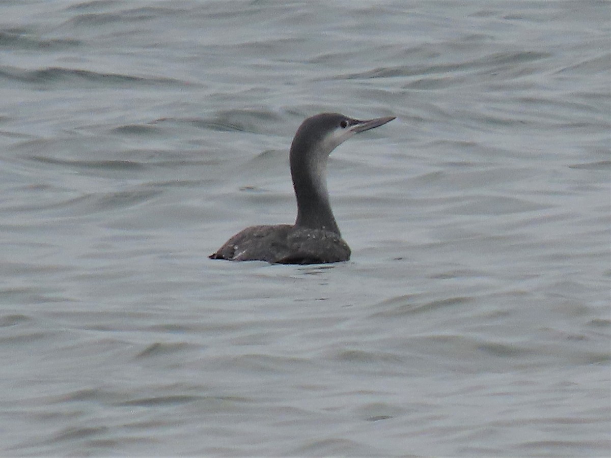 Red-throated Loon - ML191380281