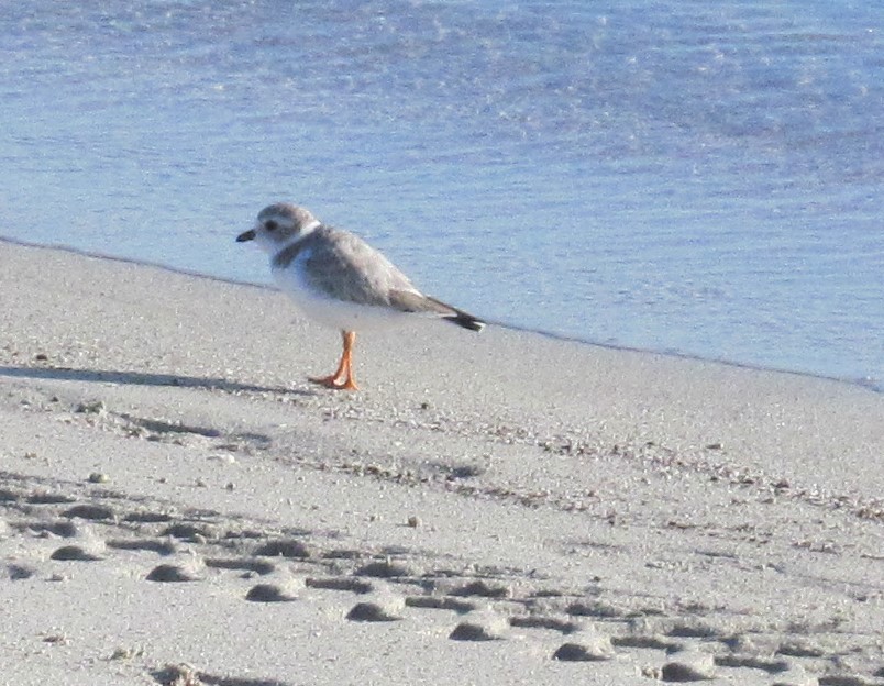 Piping Plover - ML191380741