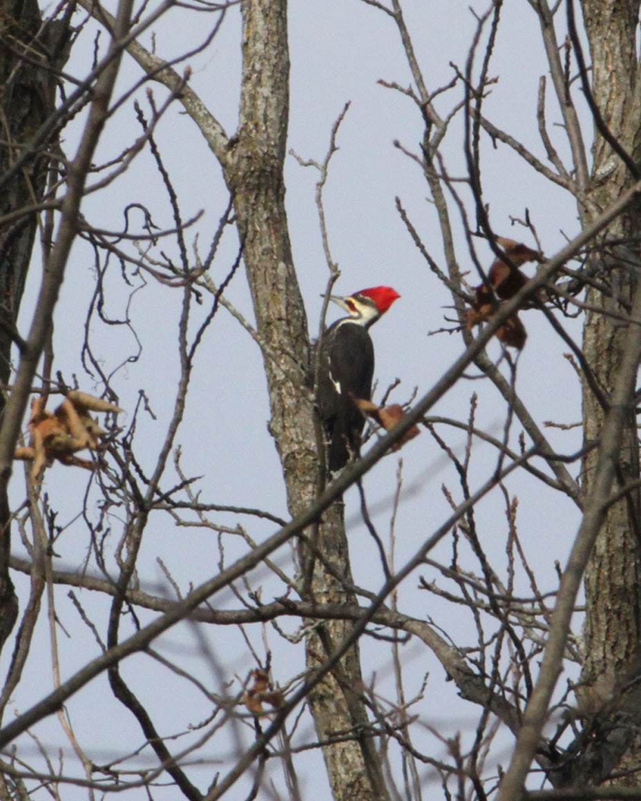 Pileated Woodpecker - Dan Kempf