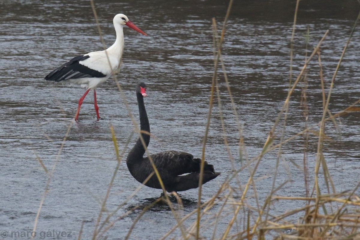 Black Swan - ML191382541