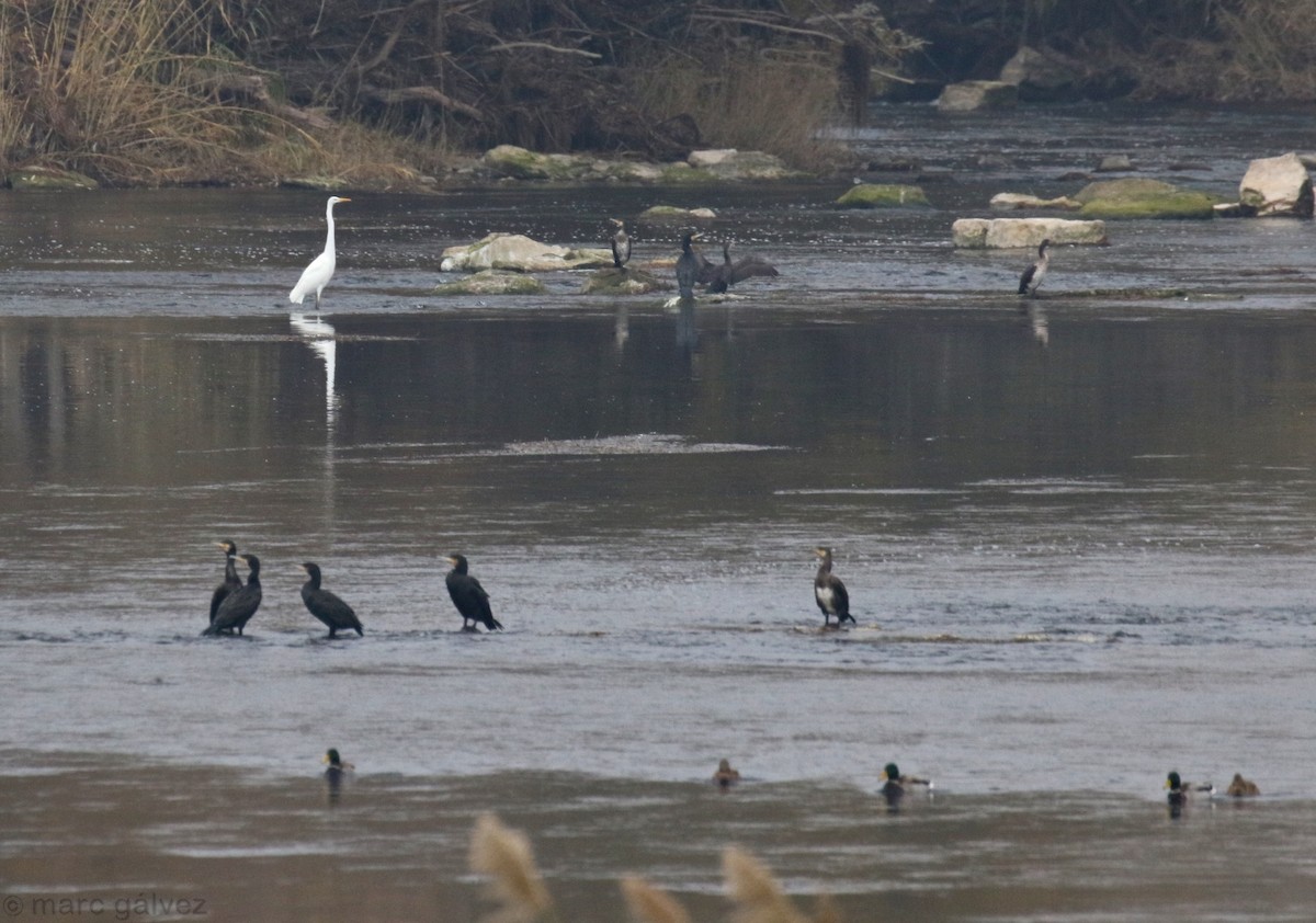 Great Cormorant - ML191382651