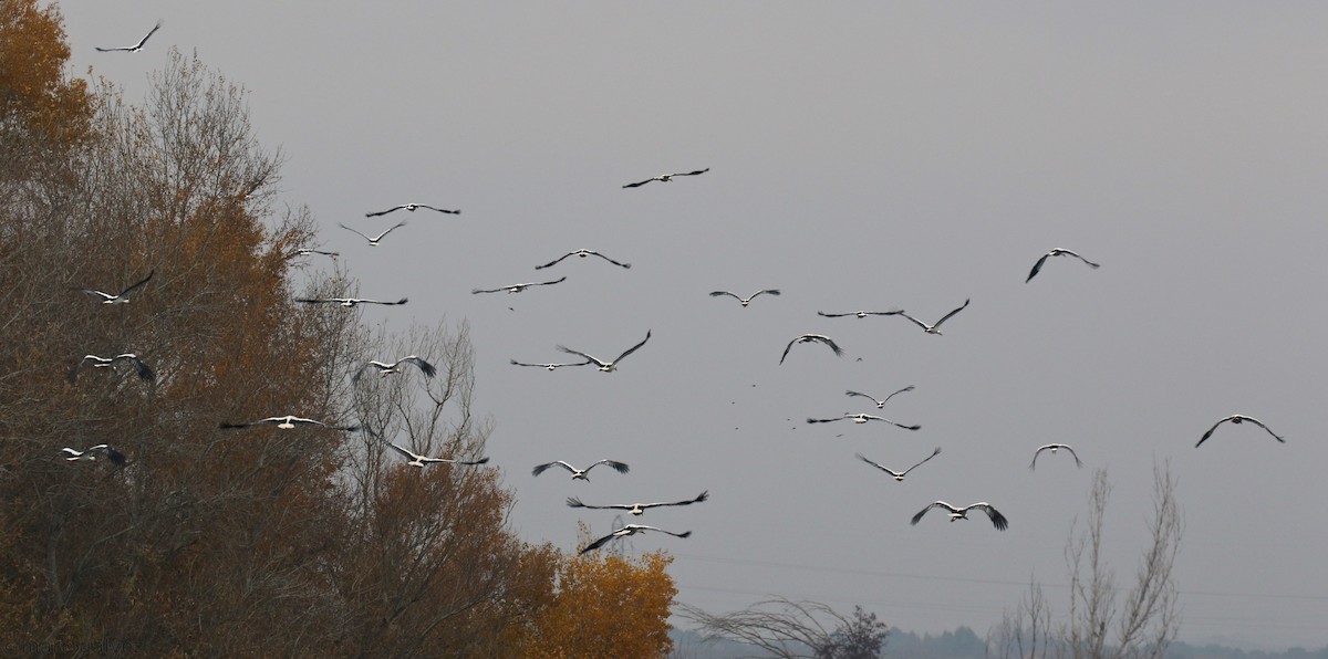 White Stork - ML191382671