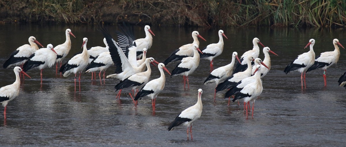 White Stork - ML191382681