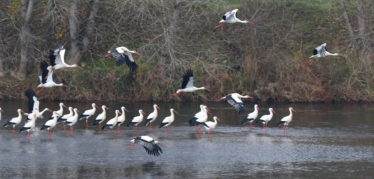 White Stork - ML191382731