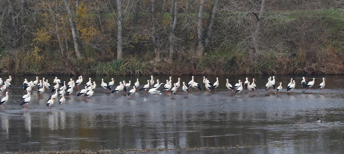 White Stork - ML191382741