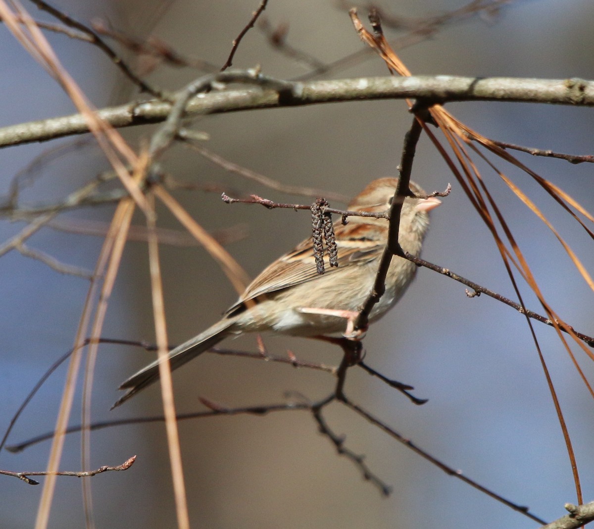 Field Sparrow - ML191384211